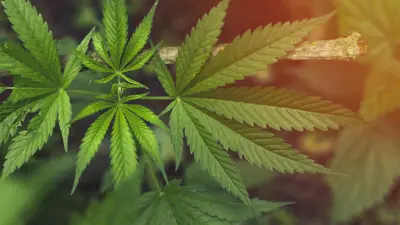 Marijuana Background At Sunset Leaves Of Cannabis