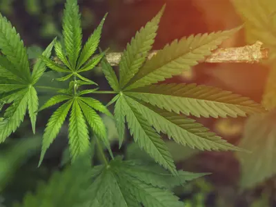 Marijuana Background At Sunset Leaves Of Cannabis